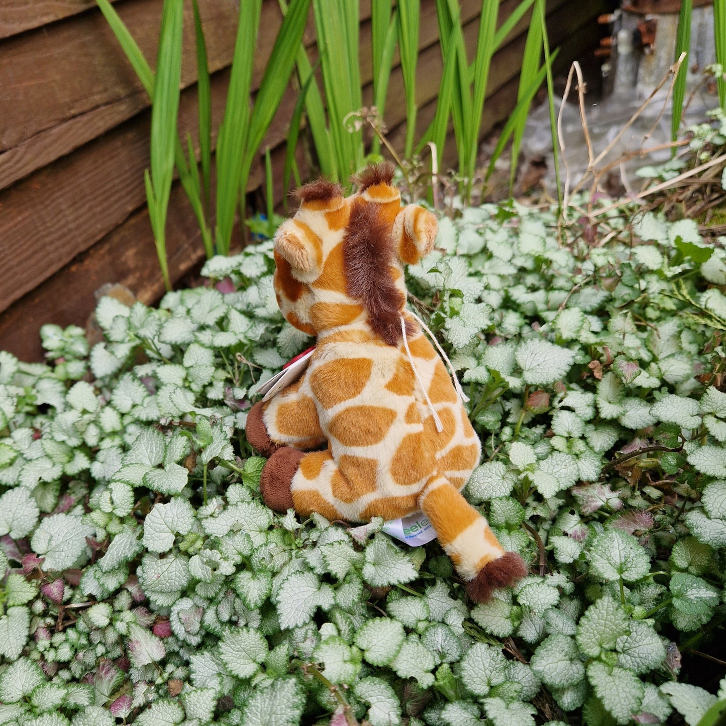 Mini Giraffe