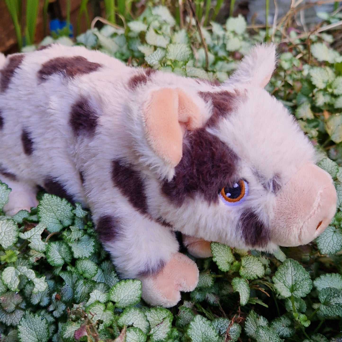 Midi Spotted Pig