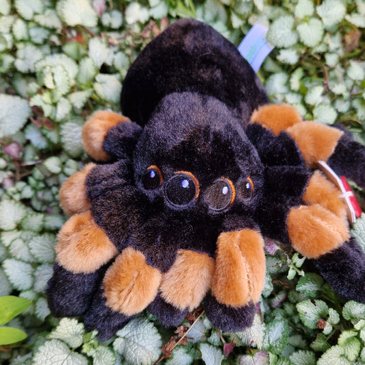 Midi Tarantula