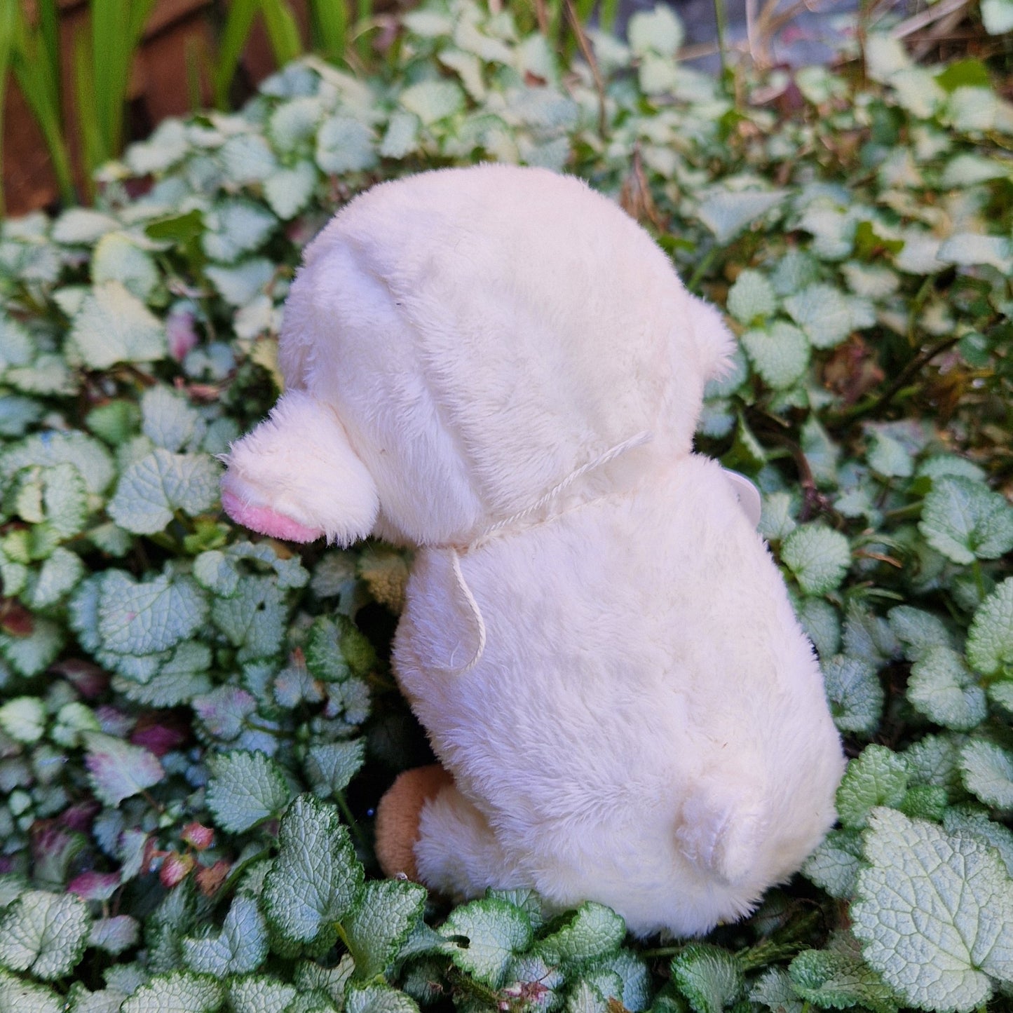 Mini Lamb