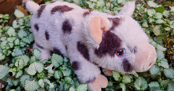 Soft Toys (Animals)